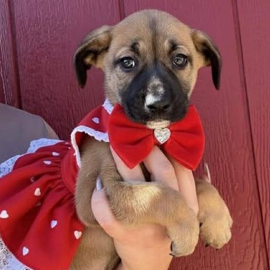 Enlarge Maggie, a Adoptable mixed breed in Crosby, TX image 1/5