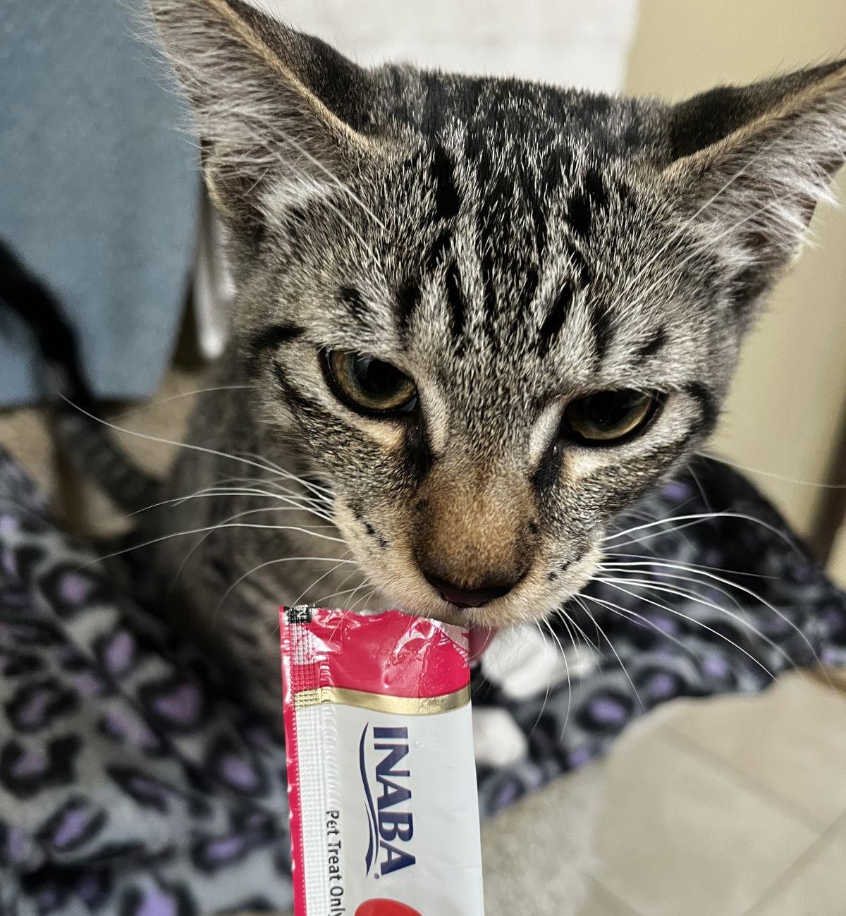 Mario, a Adopted Domestic Short Hair in Ventura, CA image 1/3