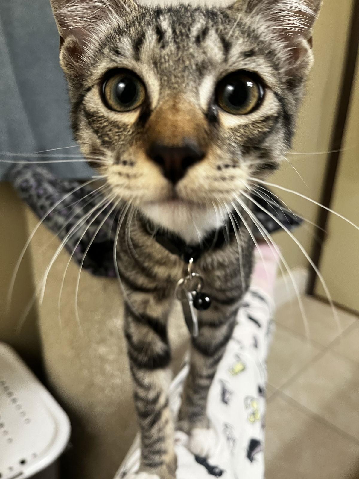 Mario, a Adopted Domestic Short Hair in Ventura, CA image 3/3