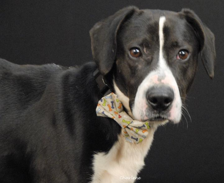 King Agnarr thumbnail 2