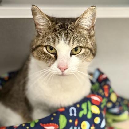 *Frenchie, adopted, Adult Female Tabby & Domestic Short Hair.