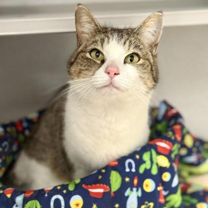 Enlarge *Frenchie, an adopted mixed breed in Red Bluff, CA image 2/2