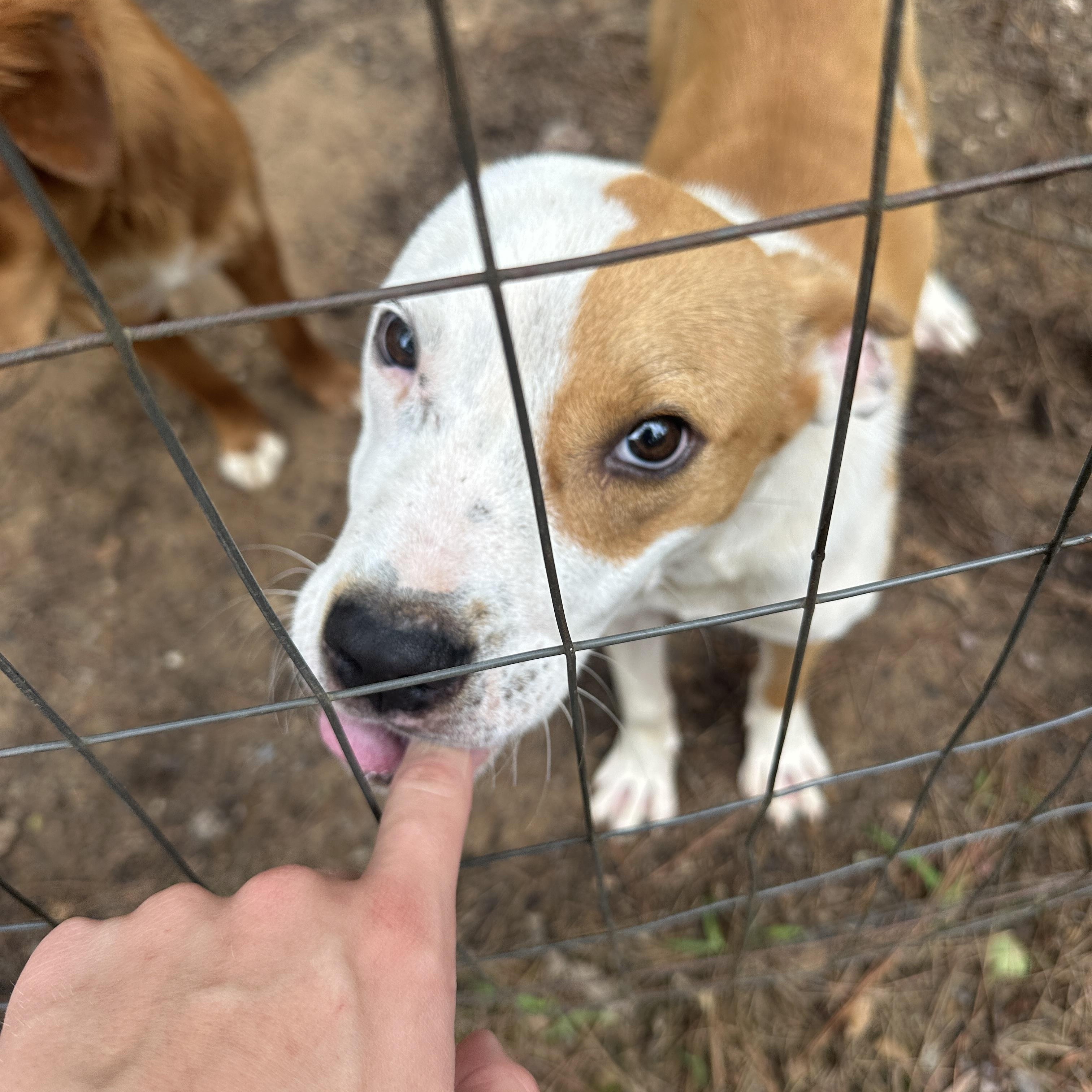 Chance, an adopted mixed breed in Ruston, LA image 3/3