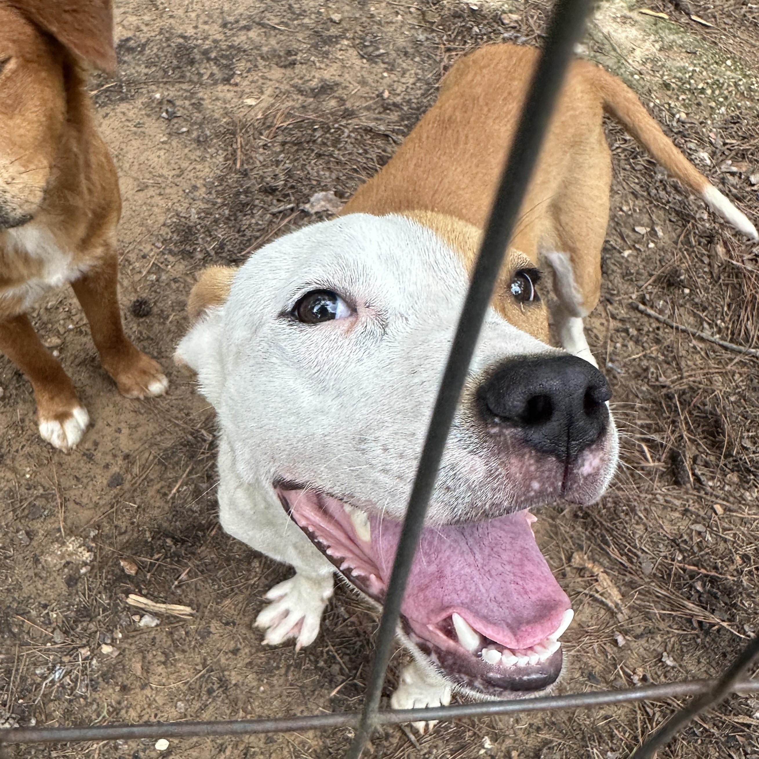Chance, an adopted mixed breed in Ruston, LA image 2/3