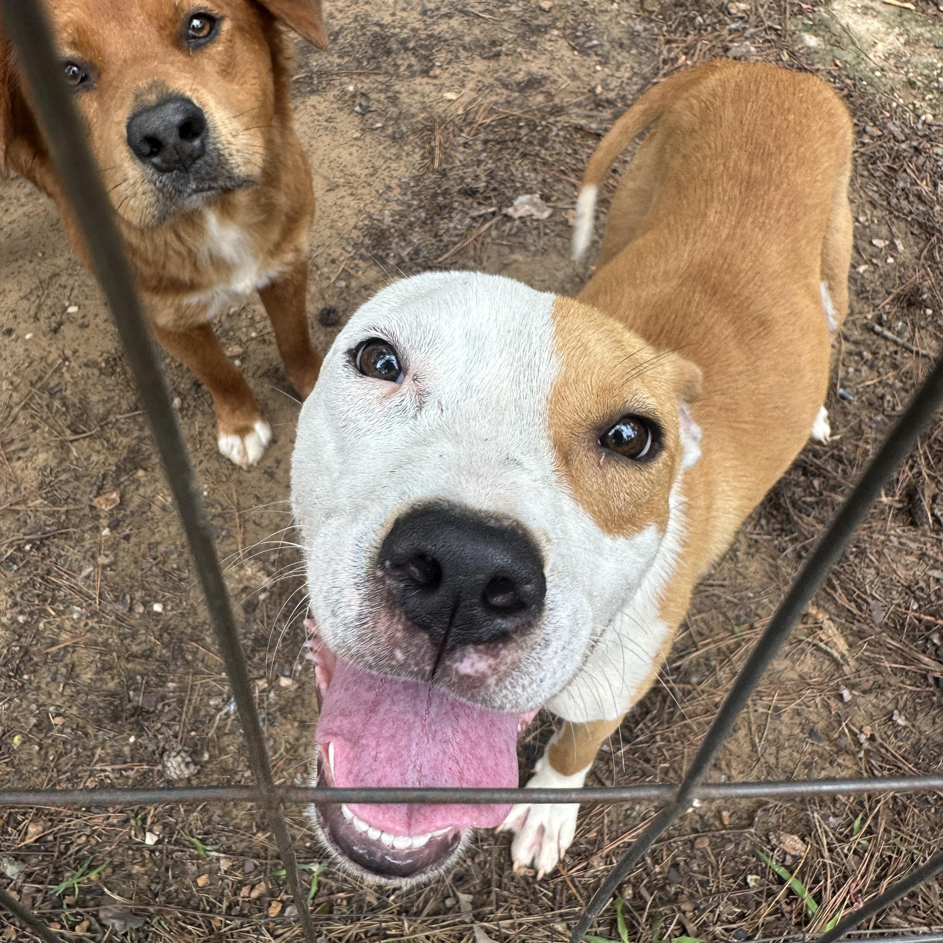Chance, adopted, Young Male Labrador Retriever & Mixed Breed.