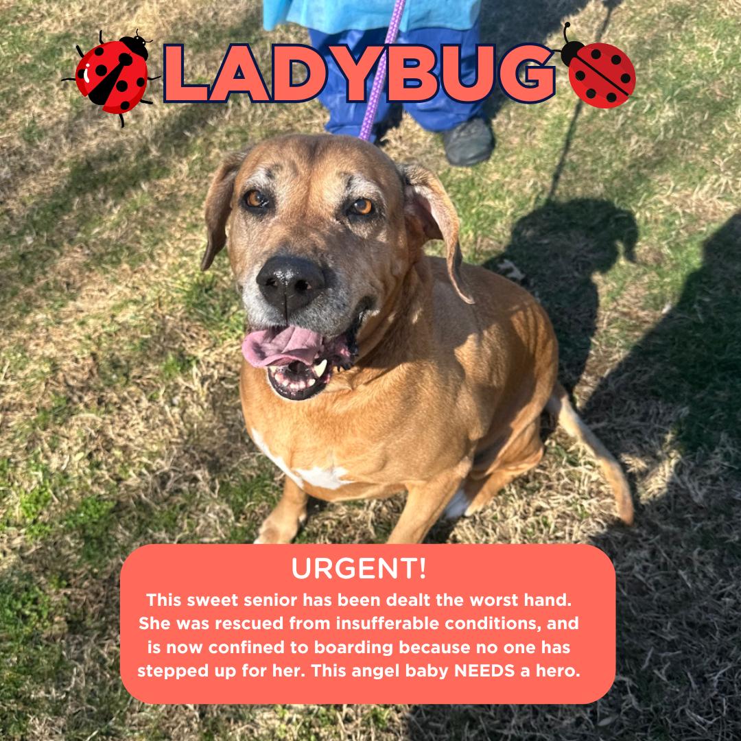 Ladybug