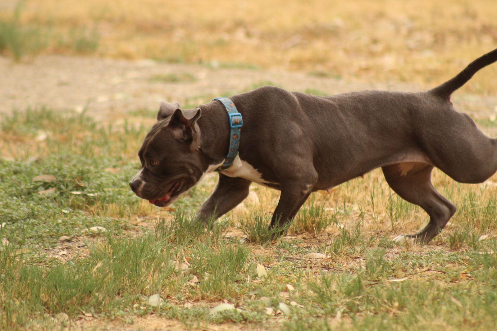 Shania, Adopted, Adult Female Pit Bull Terrier.