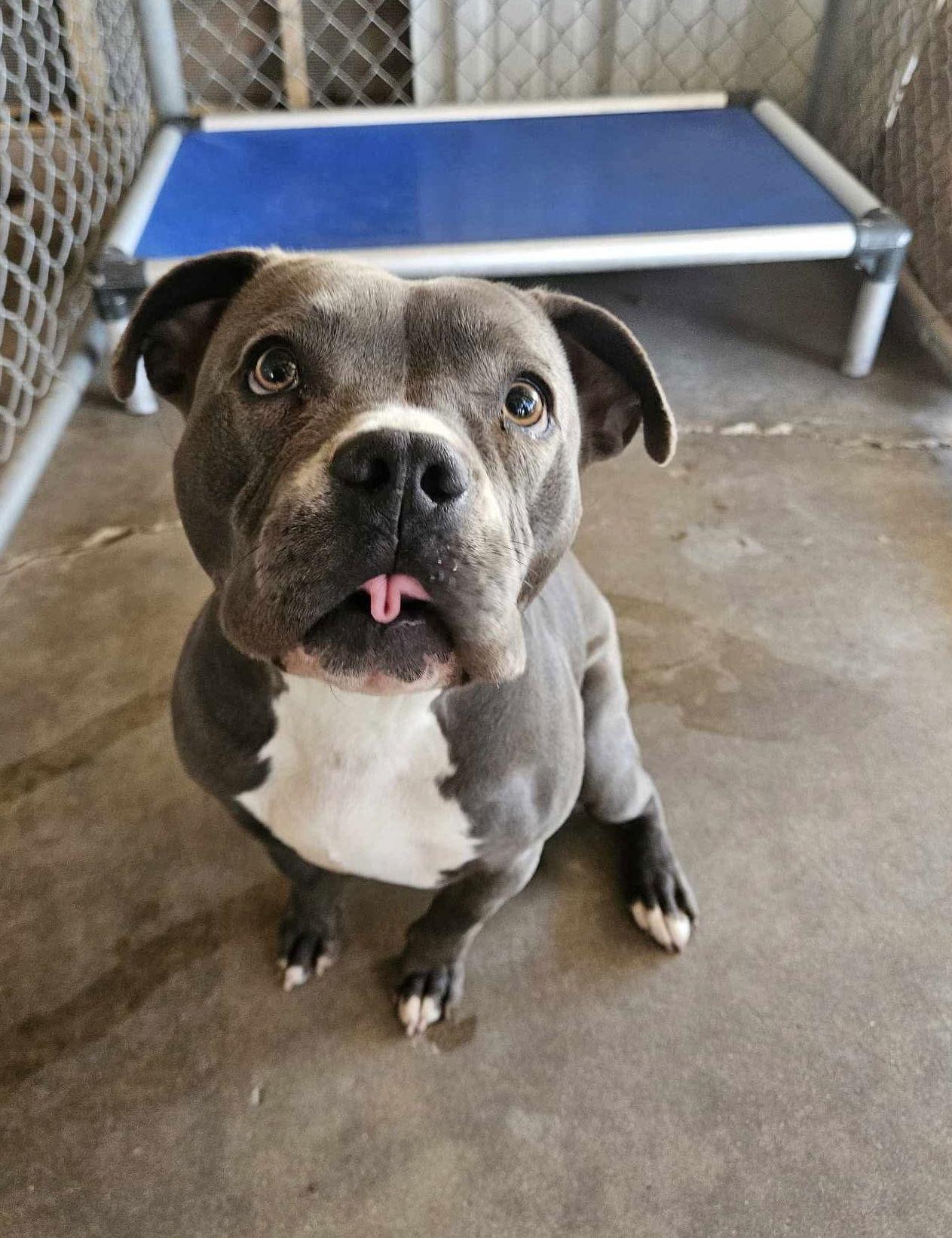 Enlarge Shania, a Adoptable Pit Bull Terrier in El Centro, CA image 2/3