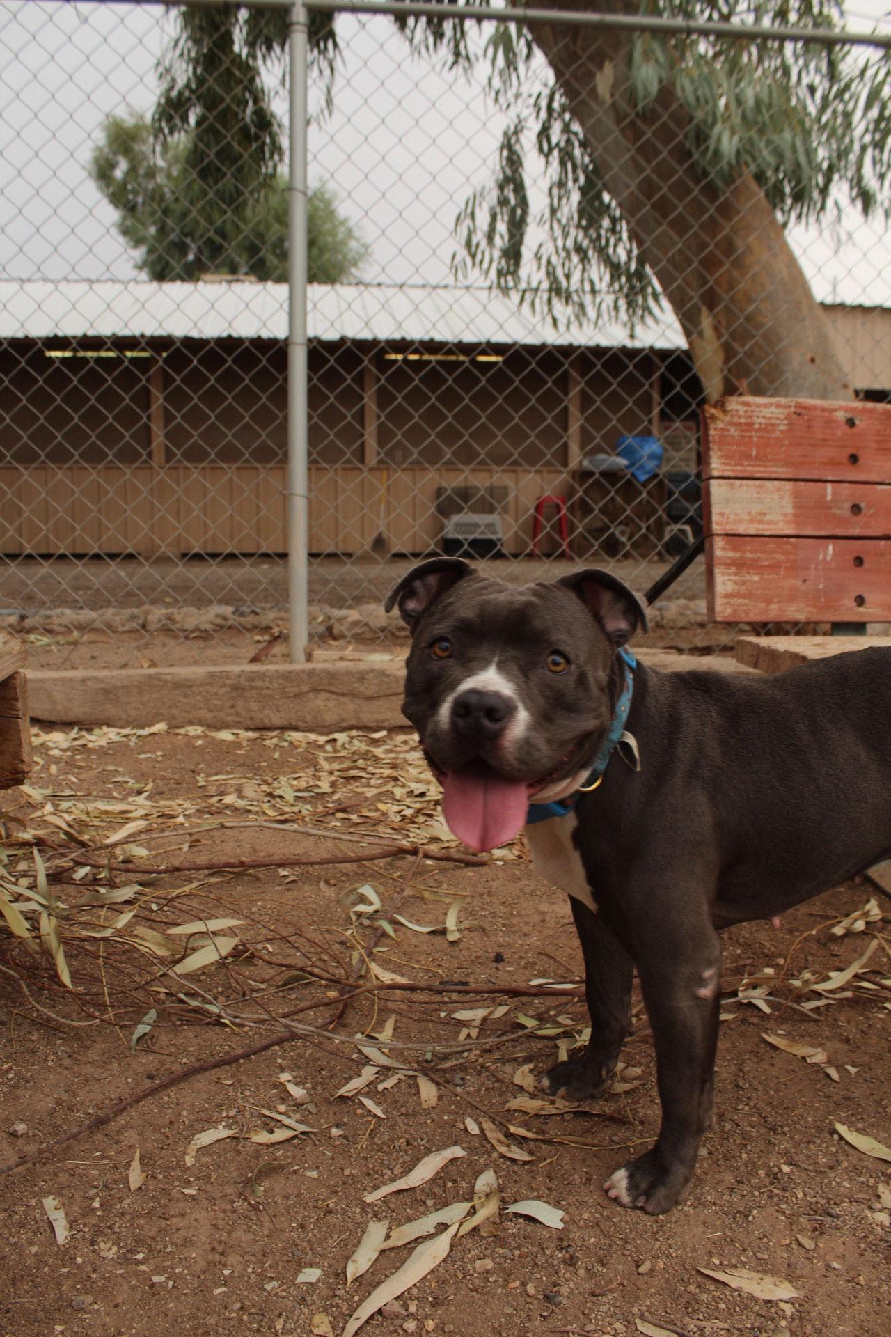 Enlarge Shania, a Adoptable Pit Bull Terrier in El Centro, CA image 3/3