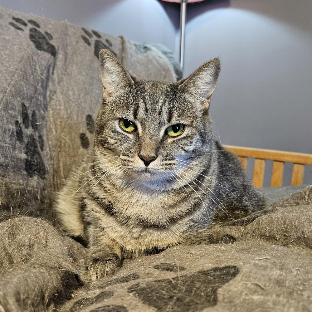 Enlarge Esme, a Adoptable mixed breed in Greensboro, NC image 1/3