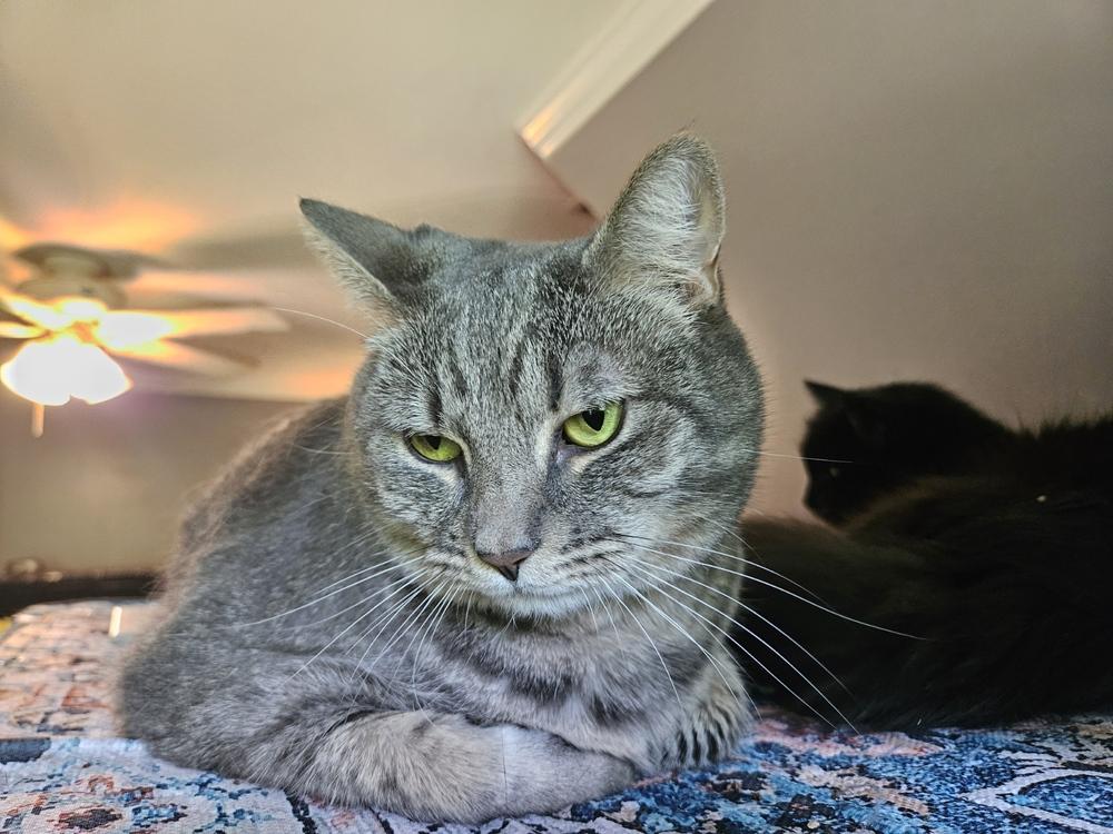 Enlarge Esme, a Adoptable mixed breed in Greensboro, NC image 2/3