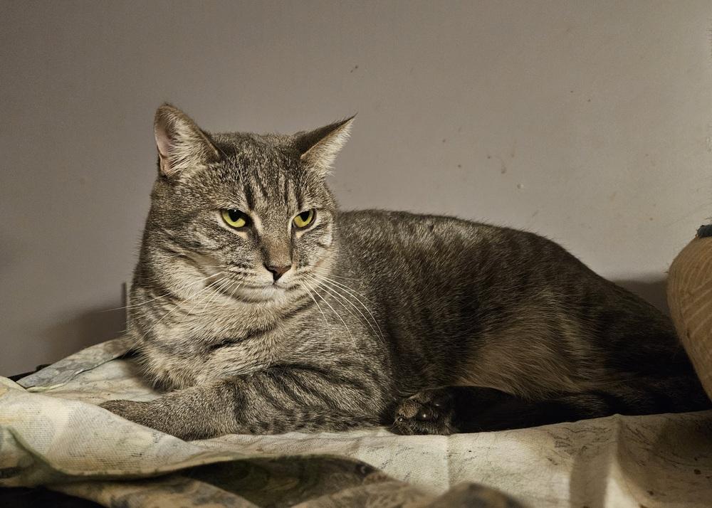 Enlarge Esme, a Adoptable mixed breed in Greensboro, NC image 3/3