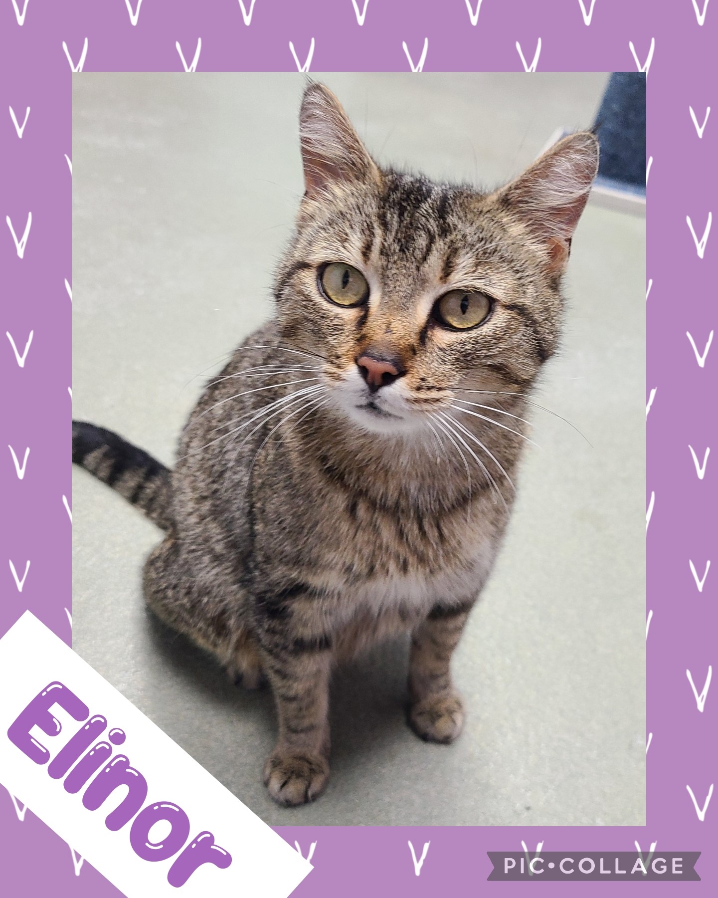 Elinor, Adoptable, Adult Female Domestic Short Hair.