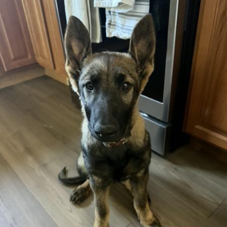 Enlarge Pepper 5/12/2026, a Adoptable mixed breed in Van Horne, IA image 1/2
