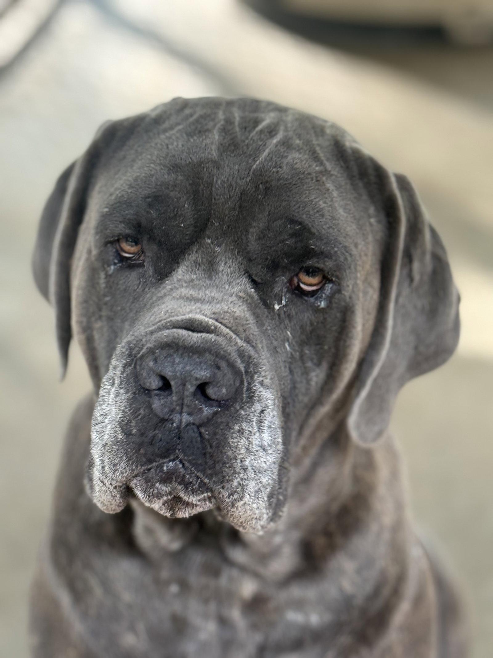 Diesel, Adoptable, Adult Male Cane Corso.