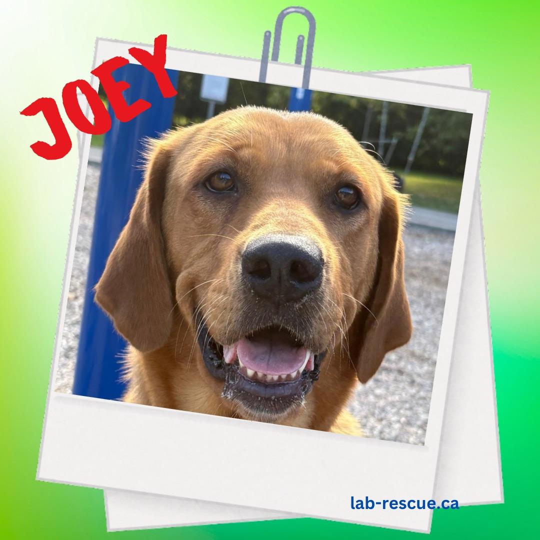 Joey, a ADOPTABLE Labrador Retriever in Oakville, ON image 1/5