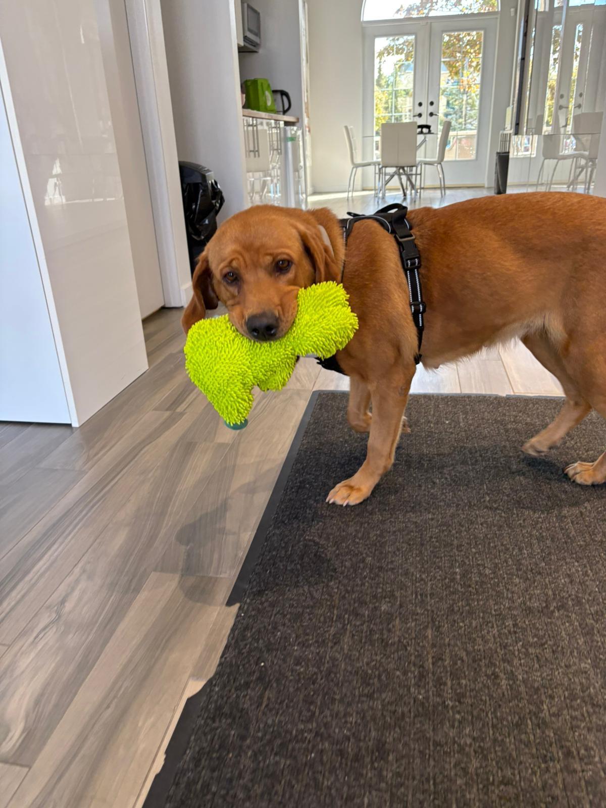 Joey, a ADOPTABLE Labrador Retriever in Oakville, ON image 2/5