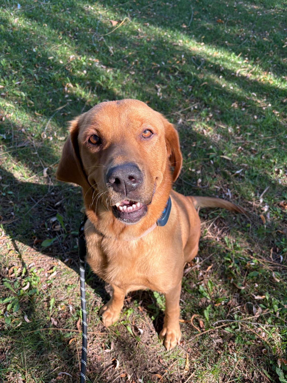 Joey, a ADOPTABLE Labrador Retriever in Oakville, ON image 3/5