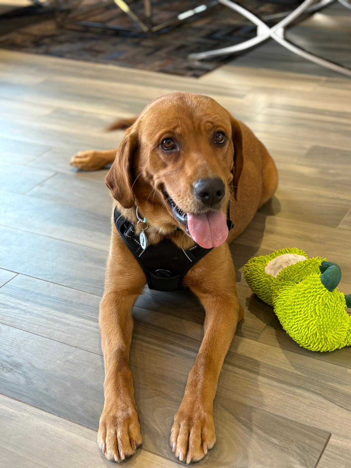 Joey, a ADOPTABLE Labrador Retriever in Oakville, ON image 4/5