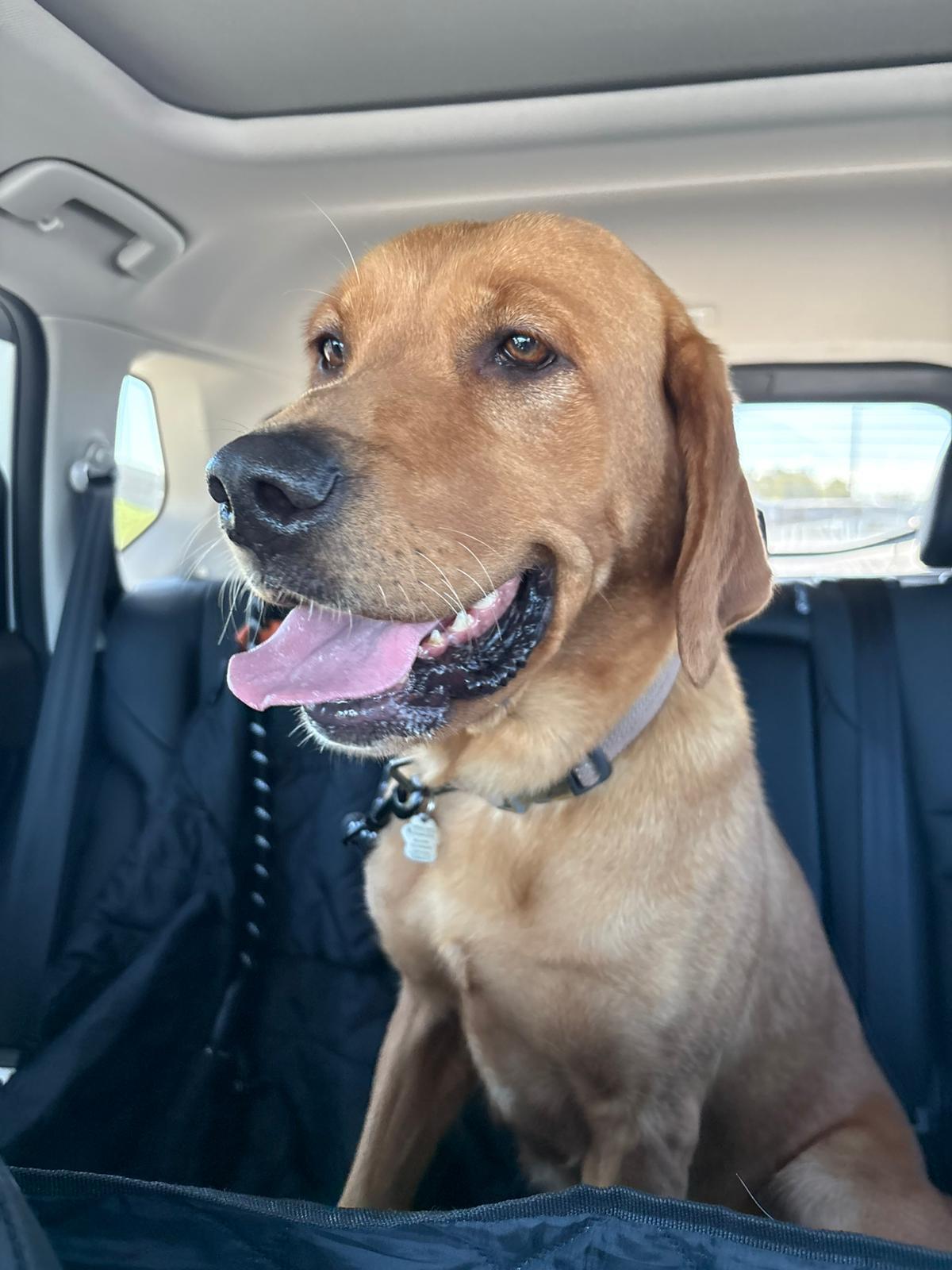 Joey, a ADOPTABLE Labrador Retriever in Oakville, ON image 5/5