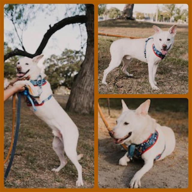 SNOWY, Adoptable, Adult Male Labrador Retriever.