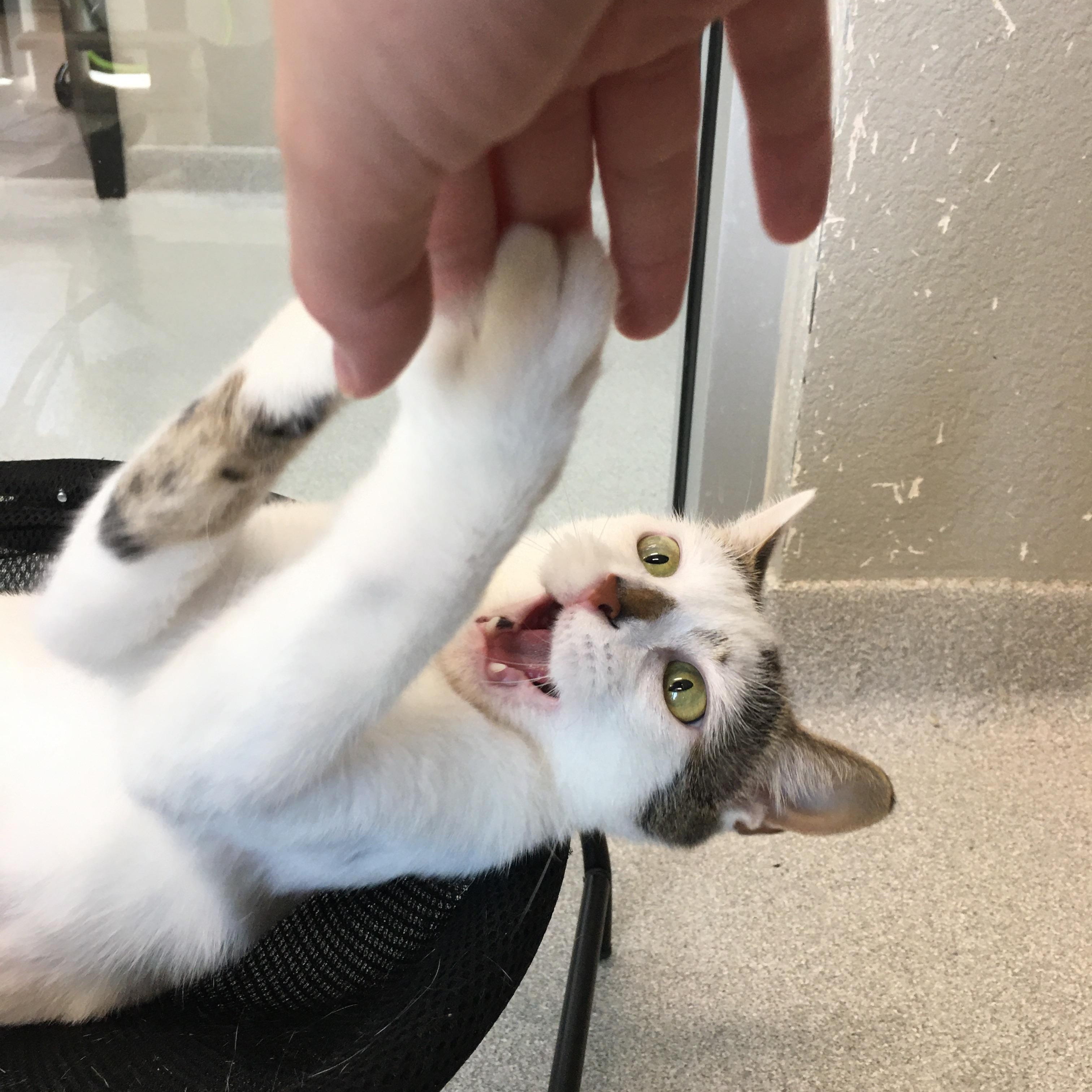 Nana, a Adoptable Domestic Short Hair in Greenville, TX image 4/4