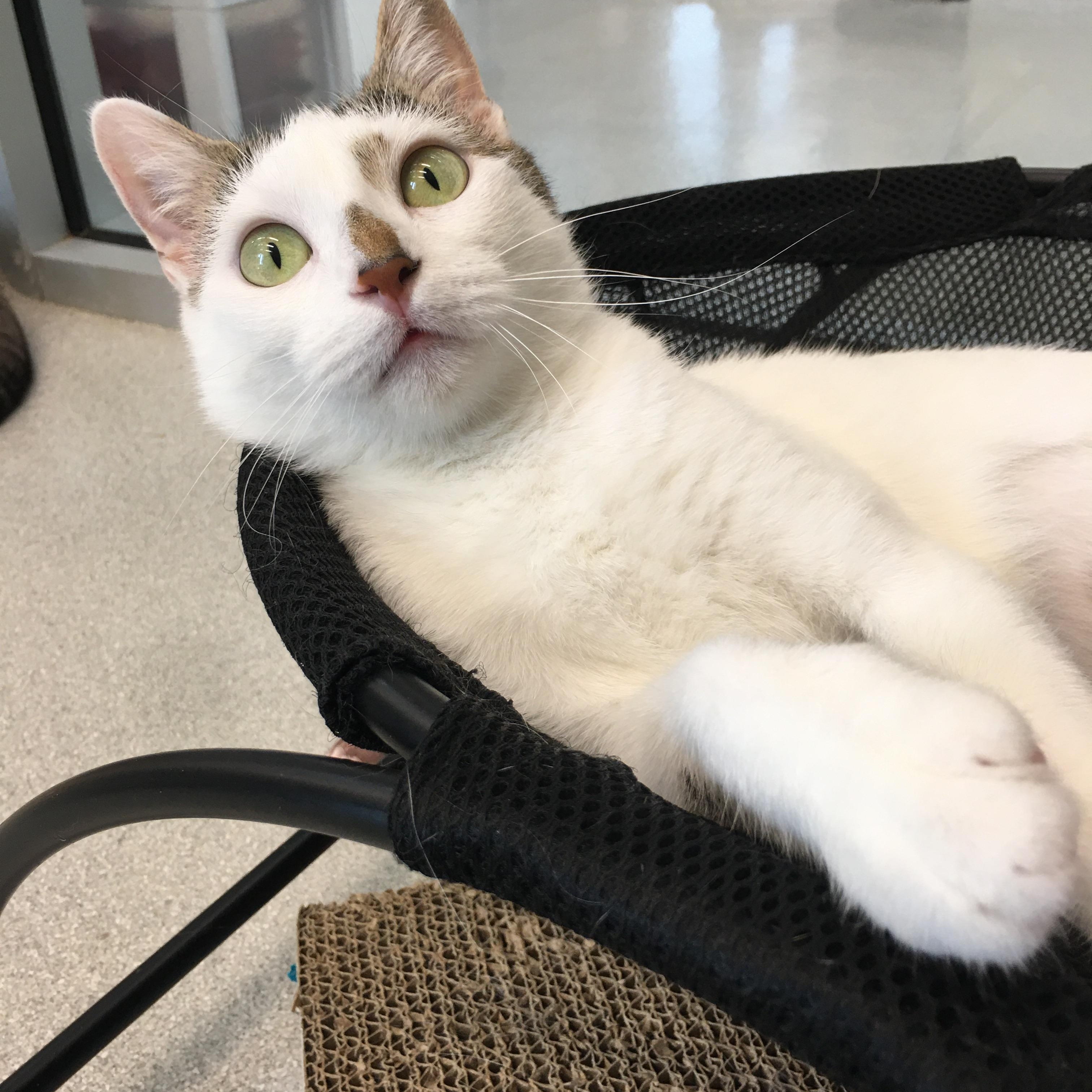Nana, a Adoptable Domestic Short Hair in Greenville, TX image 2/4