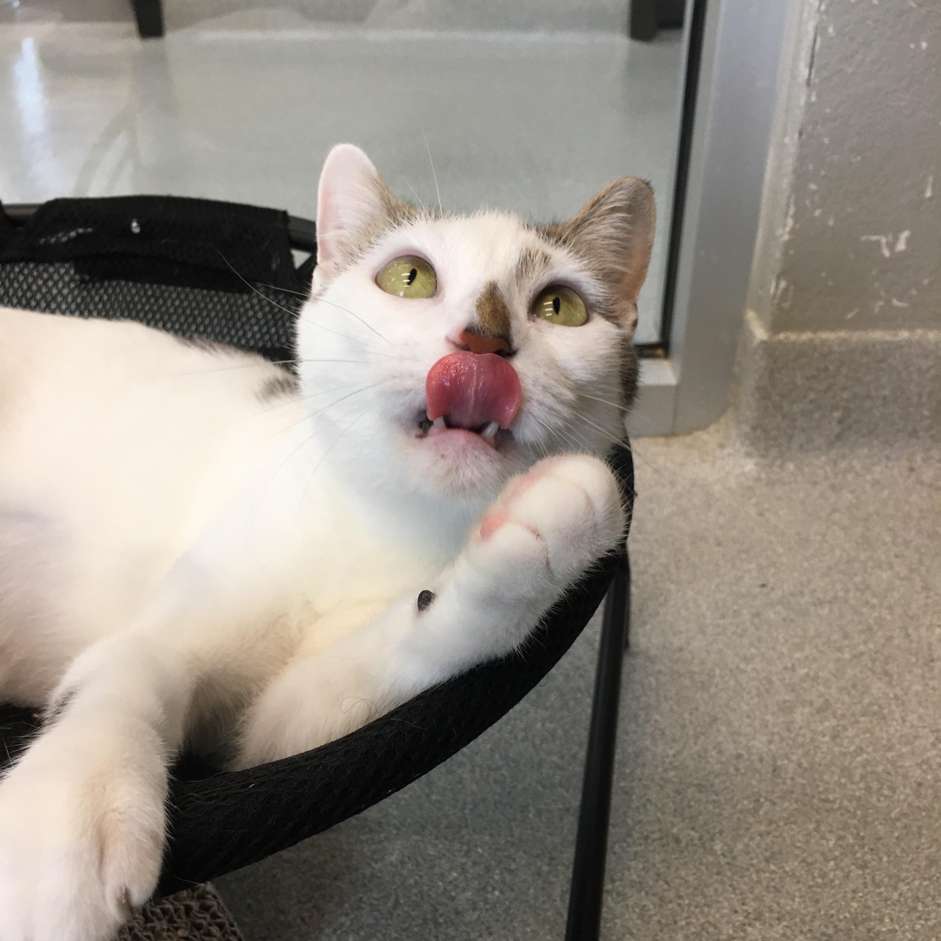 Nana, a Adoptable Domestic Short Hair in Greenville, TX image 3/4