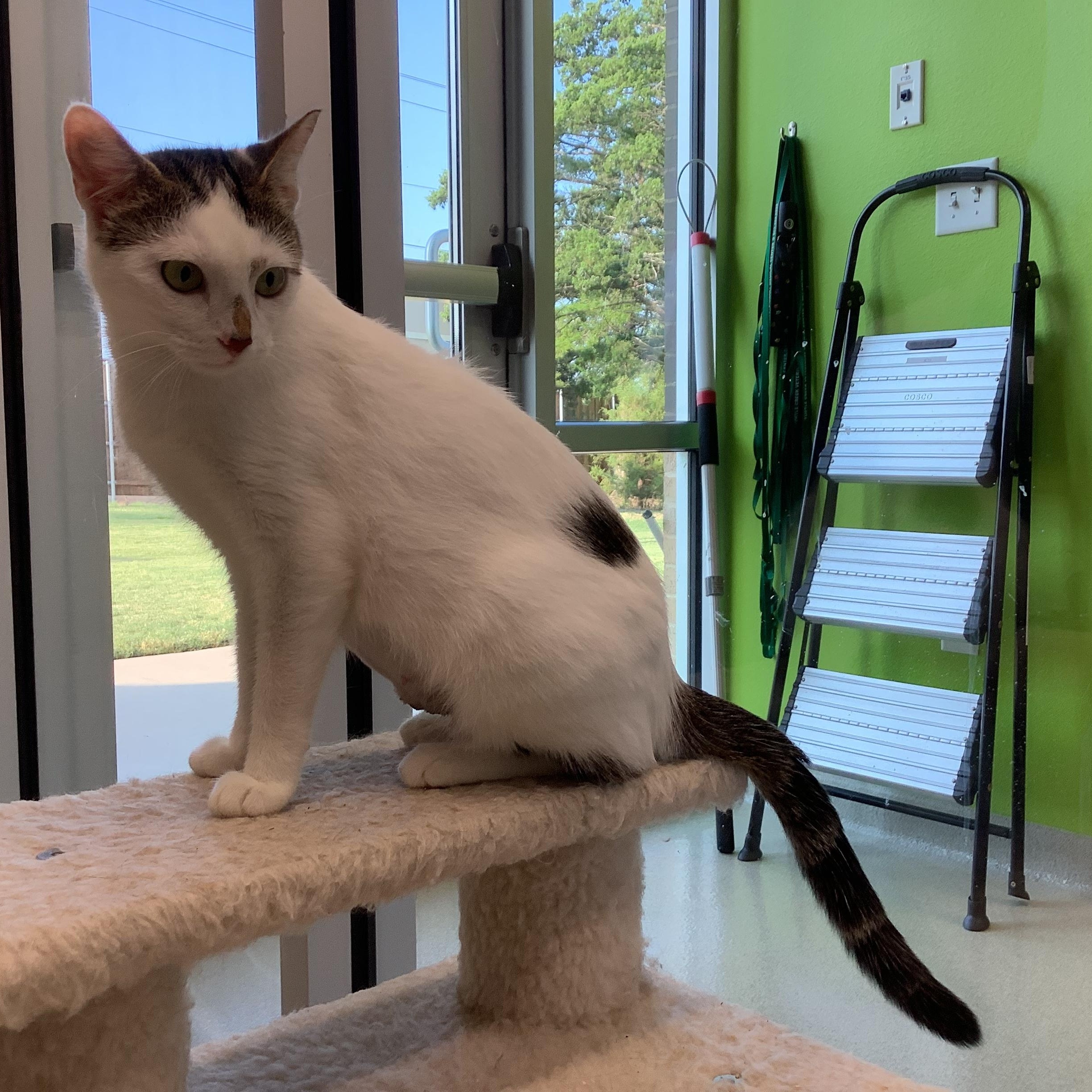 Nana, a Adoptable Domestic Short Hair in Greenville, TX image 2/4