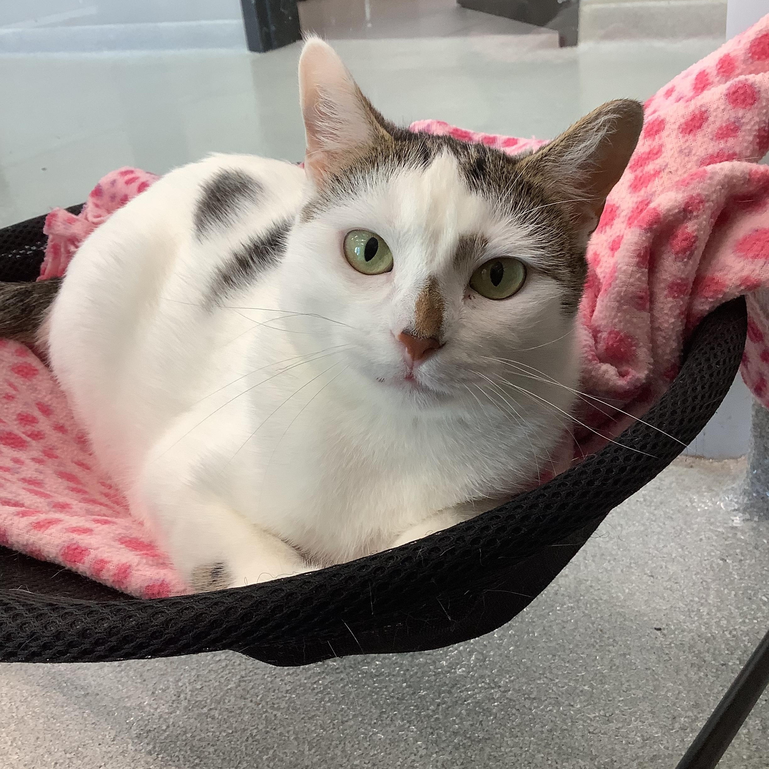 Nana, Adoptable, Young Female Domestic Short Hair.