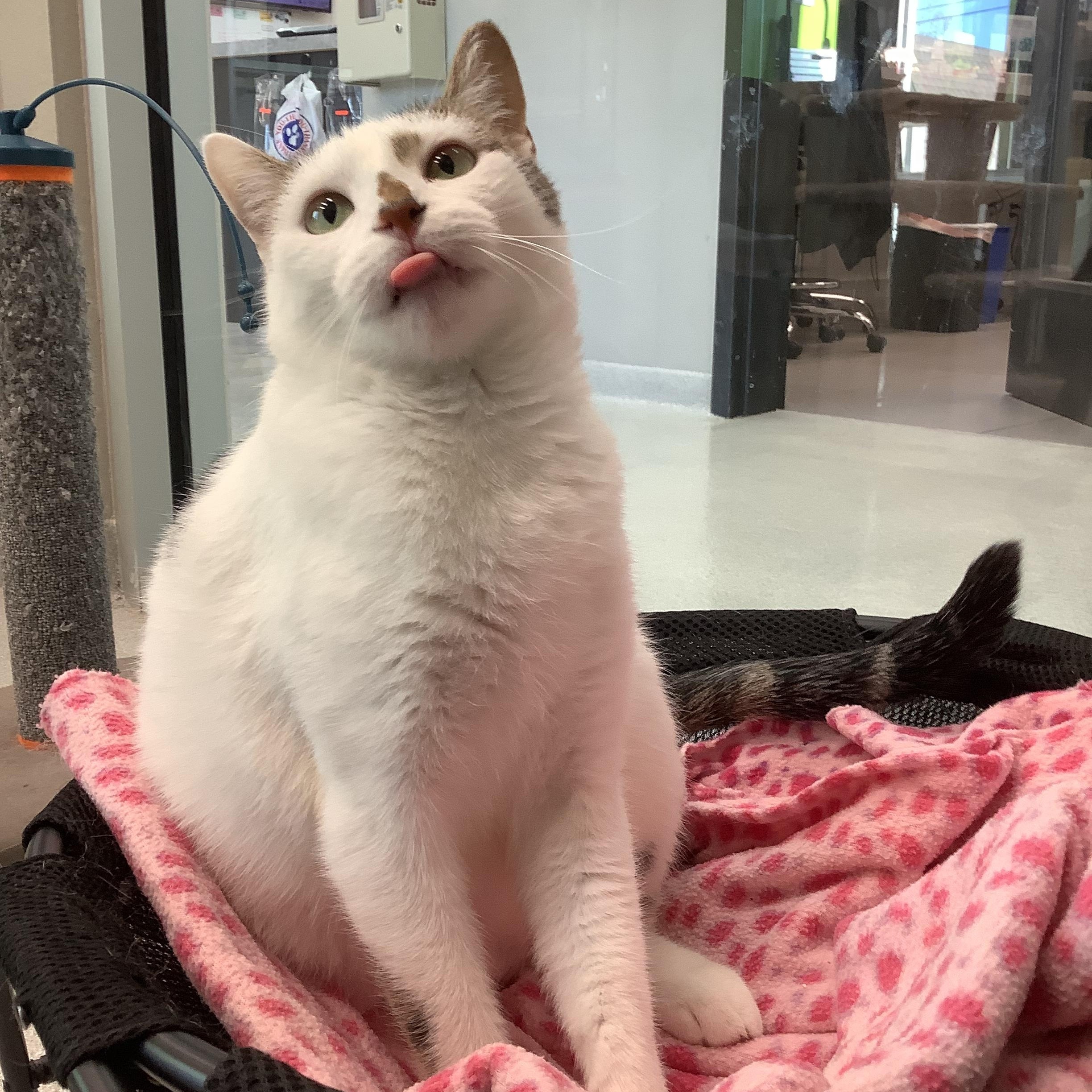 Nana, a Adoptable Domestic Short Hair in Greenville, TX image 4/4