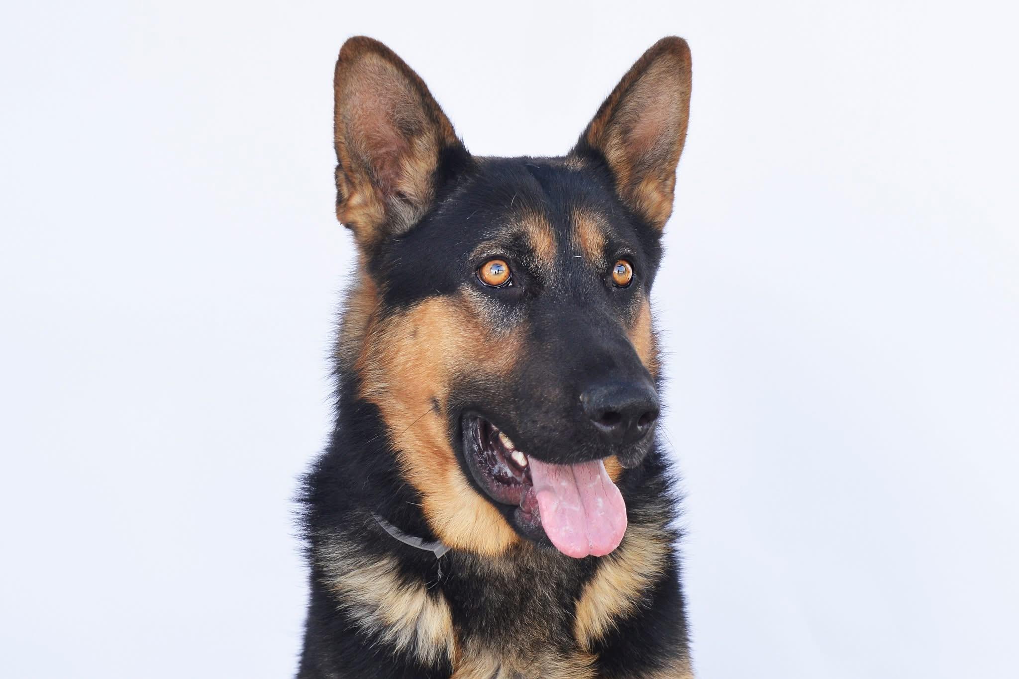 Buddy, a Adoptable German Shepherd Dog image 2/6