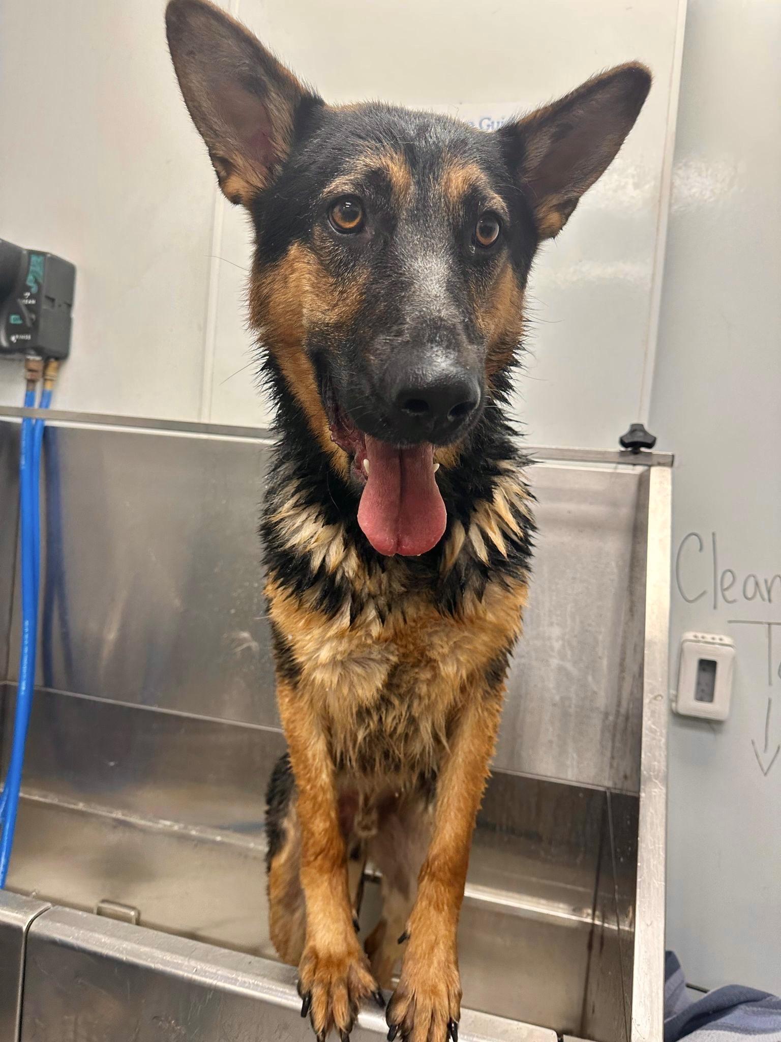 Buddy, a Adoptable German Shepherd Dog image 4/6