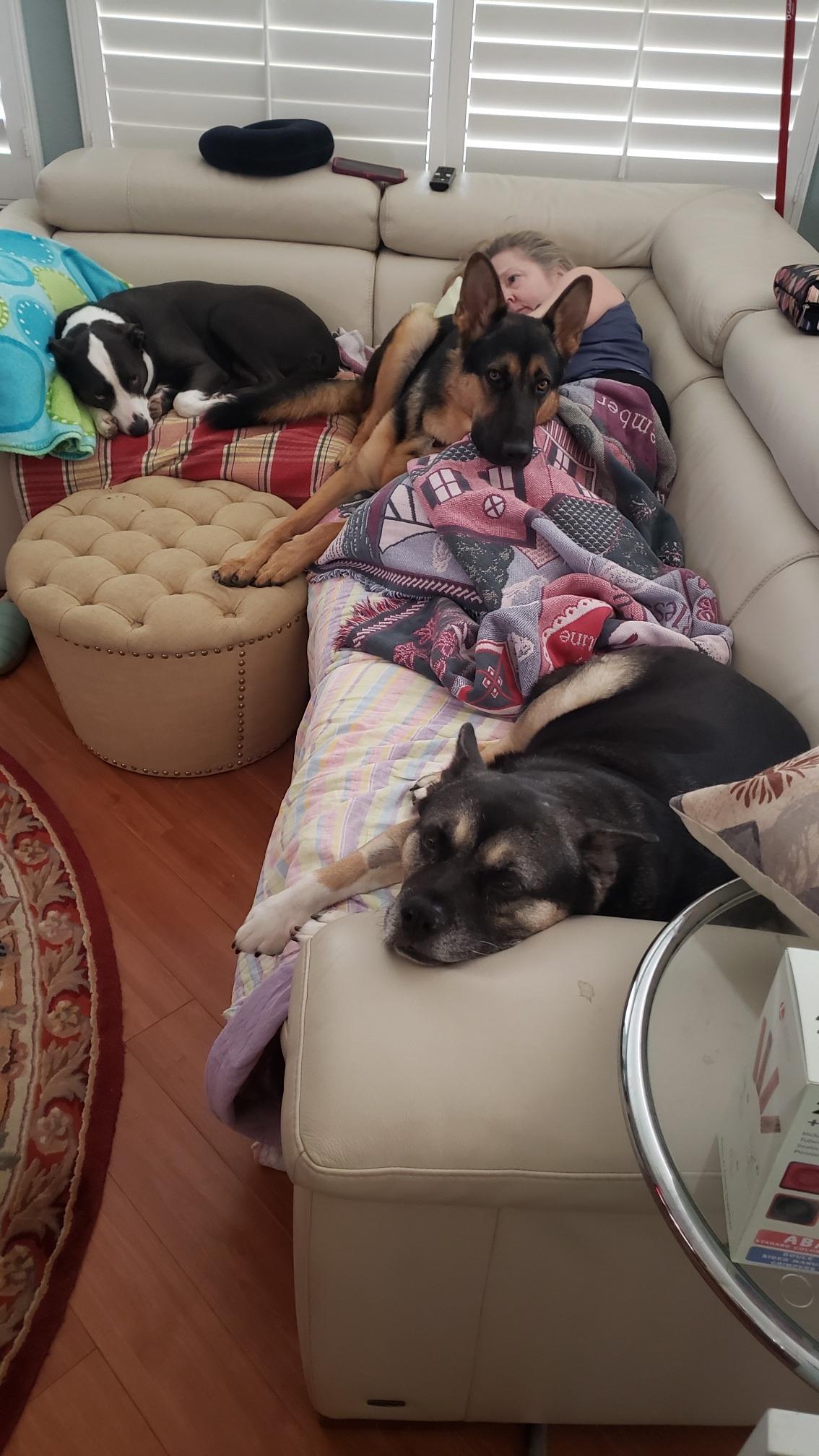 Buddy, a Adoptable German Shepherd Dog image 3/6