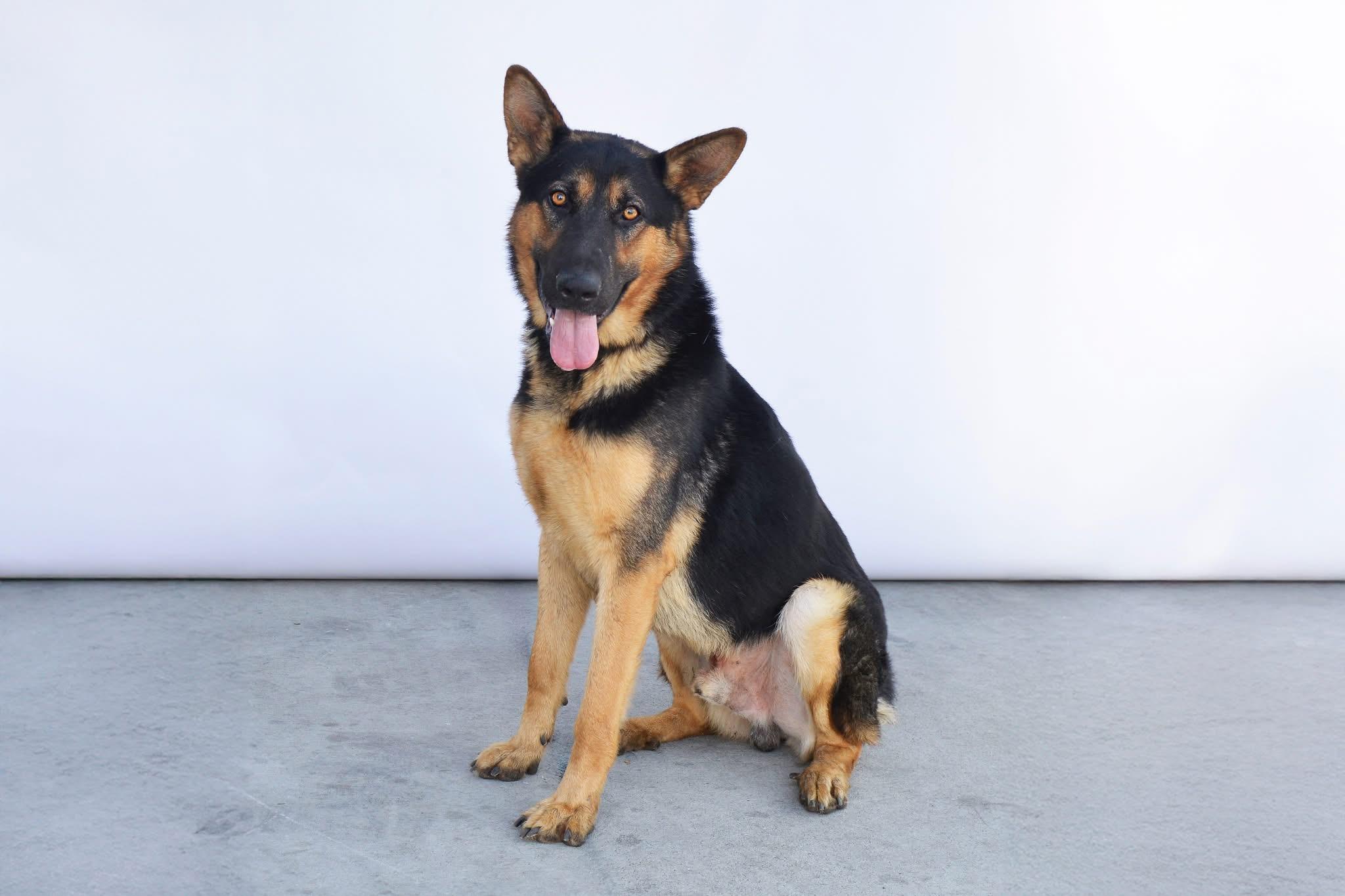 Buddy, a Adoptable German Shepherd Dog image 1/6