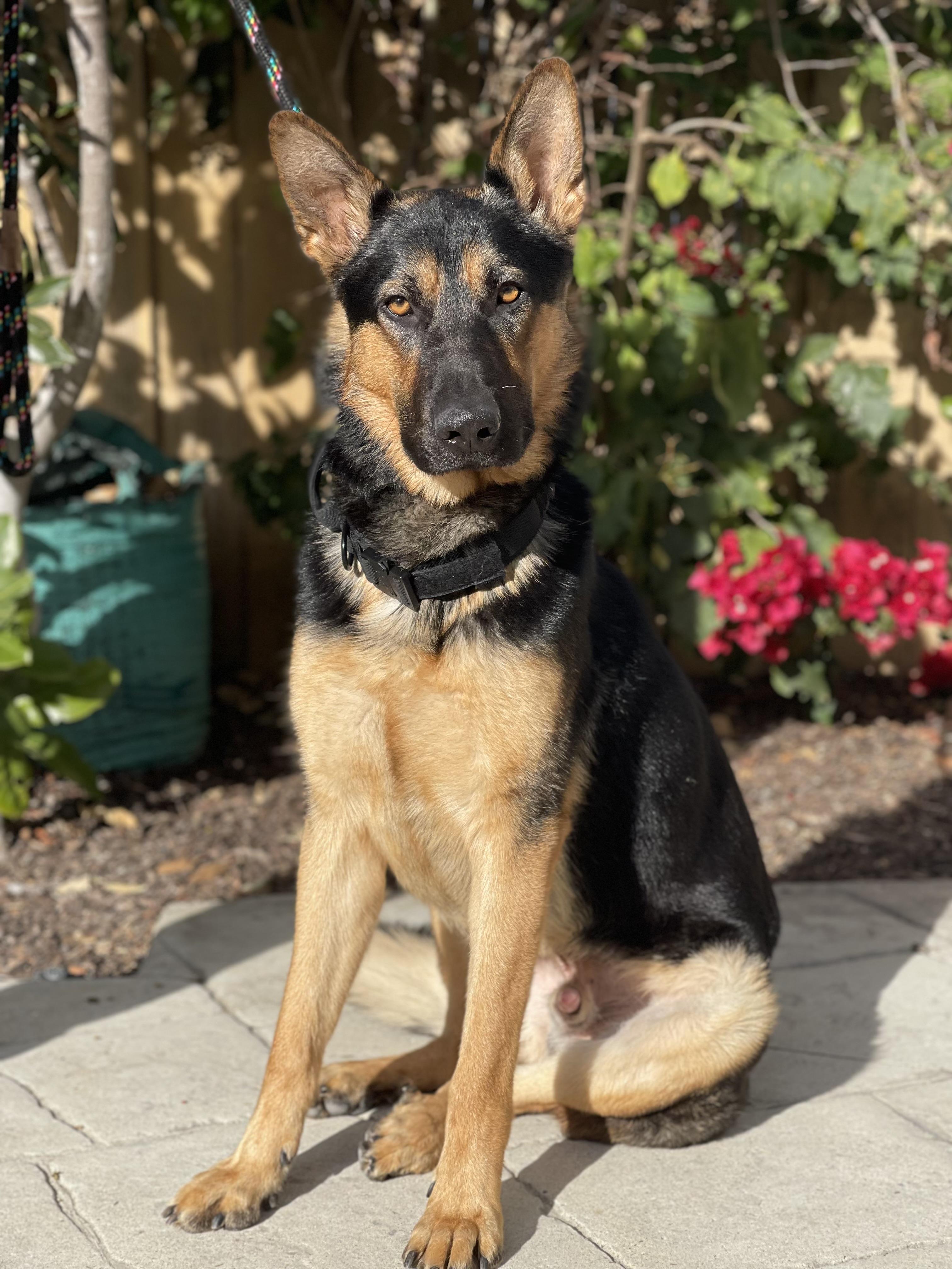 Buddy, a Adoptable German Shepherd Dog image 6/6
