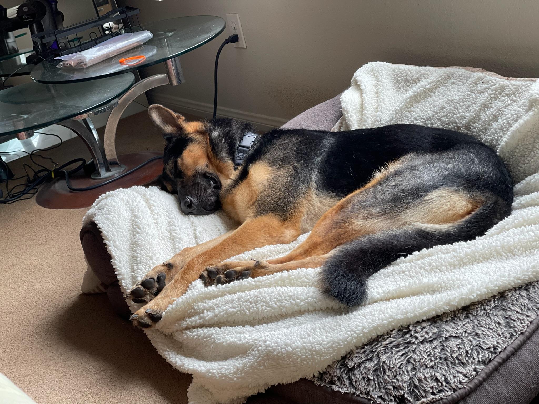 Buddy, a Adoptable German Shepherd Dog image 5/6