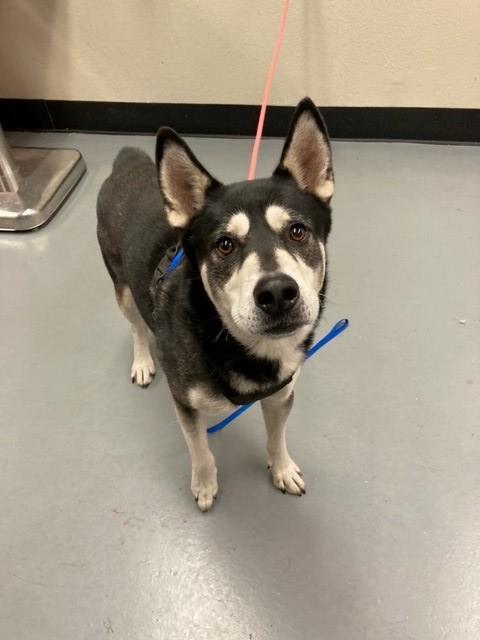Hugo, a ADOPTABLE Alaskan Malamute in Phoenix, OR image 3/3