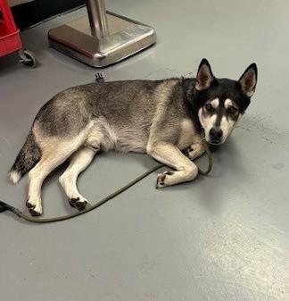 Hugo, a ADOPTABLE Alaskan Malamute in Phoenix, OR image 2/3