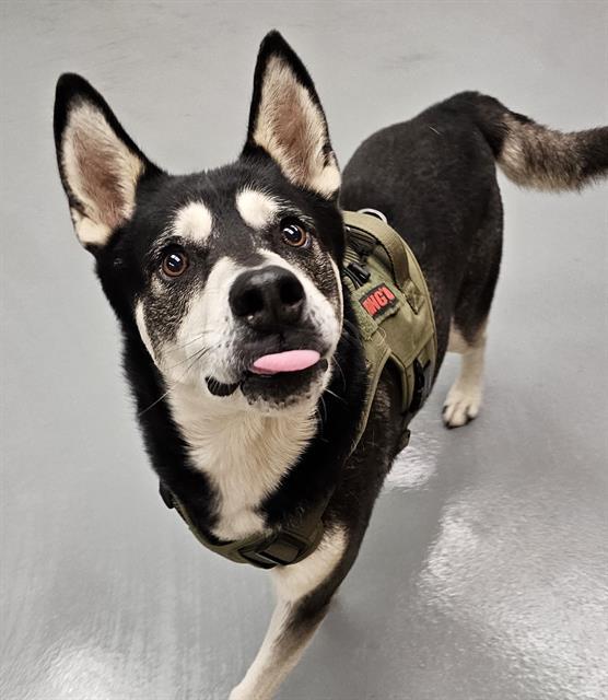Hugo, ADOPTABLE, Young Male Alaskan Malamute.