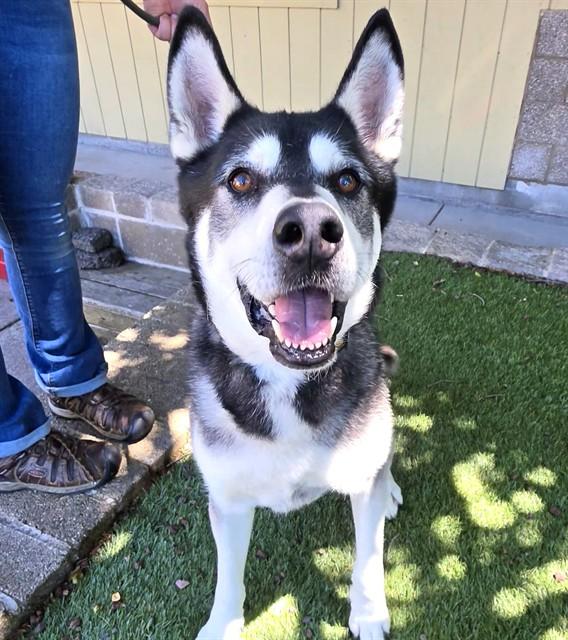 Hugo, ADOPTABLE, Young Male Alaskan Malamute.