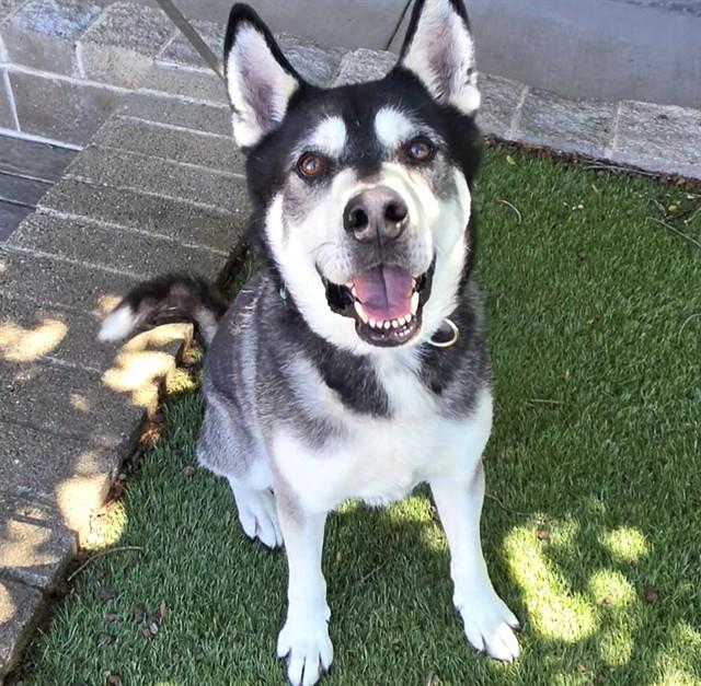 Hugo, a ADOPTABLE Alaskan Malamute in Phoenix, OR image 4/5