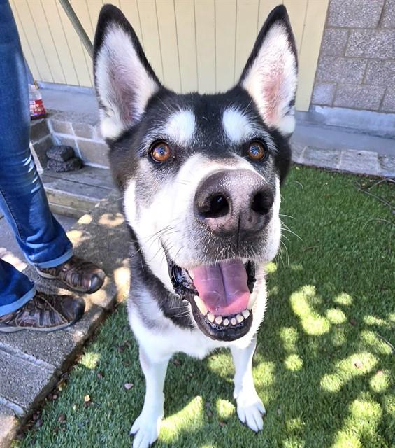 Hugo, a ADOPTABLE Alaskan Malamute in Phoenix, OR image 2/5