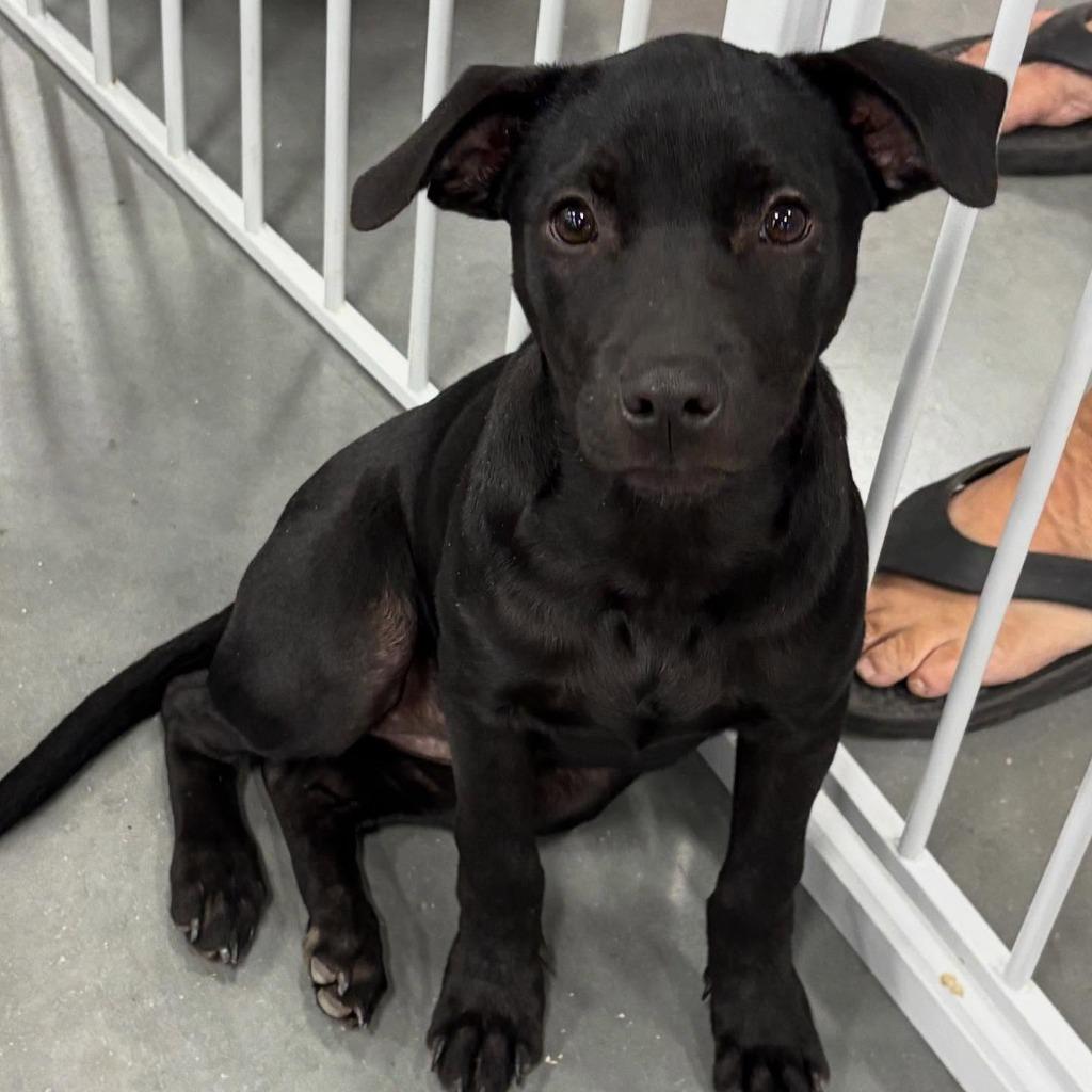 Enlarge Tish, a Adoptable mixed breed in sun prairie, WI image 1/2