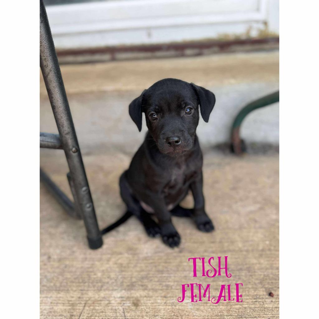 Tish, a Adoptable mixed breed in sun prairie, WI image 1/2