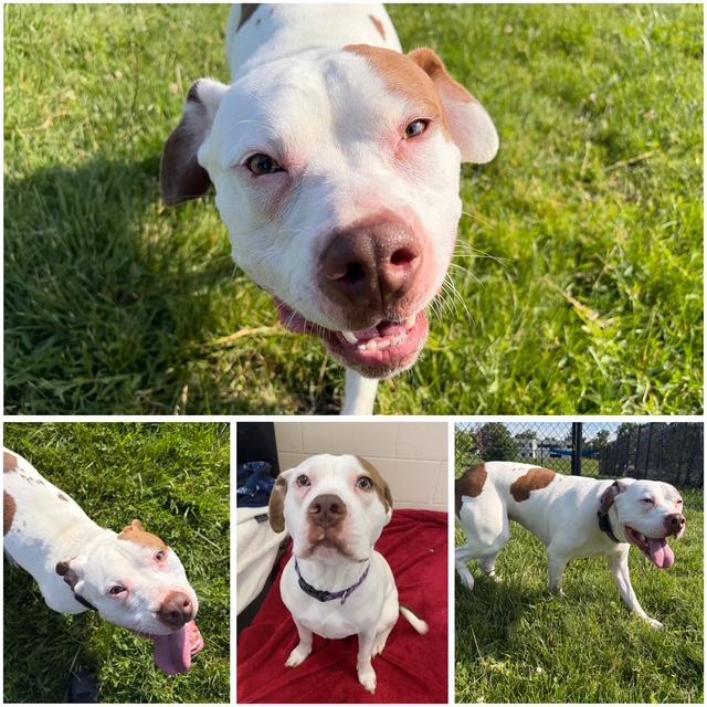 WINNIE, Adoptable, Young Female Pit Bull Terrier.