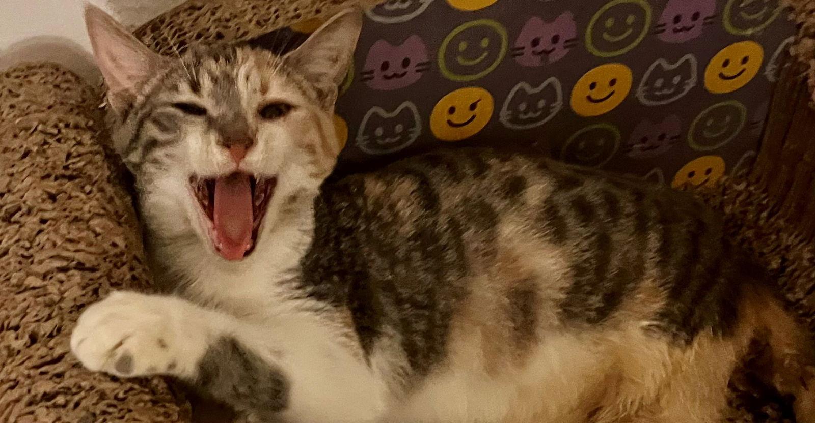 LUCY, Adoptable, Young Female Calico.