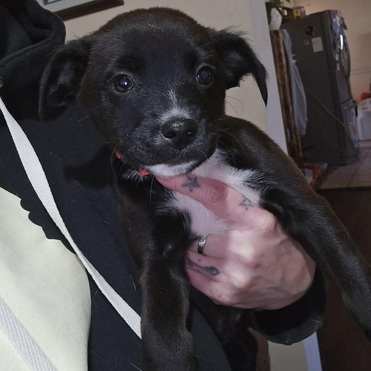 Enlarge Sheev, a Adoptable mixed breed in Franklin, MA image 2/5