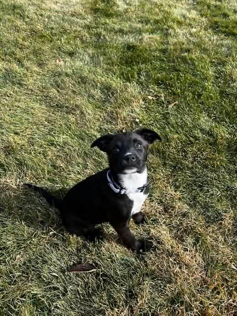 Enlarge Sheev, a Adoptable mixed breed in Franklin, MA image 4/5