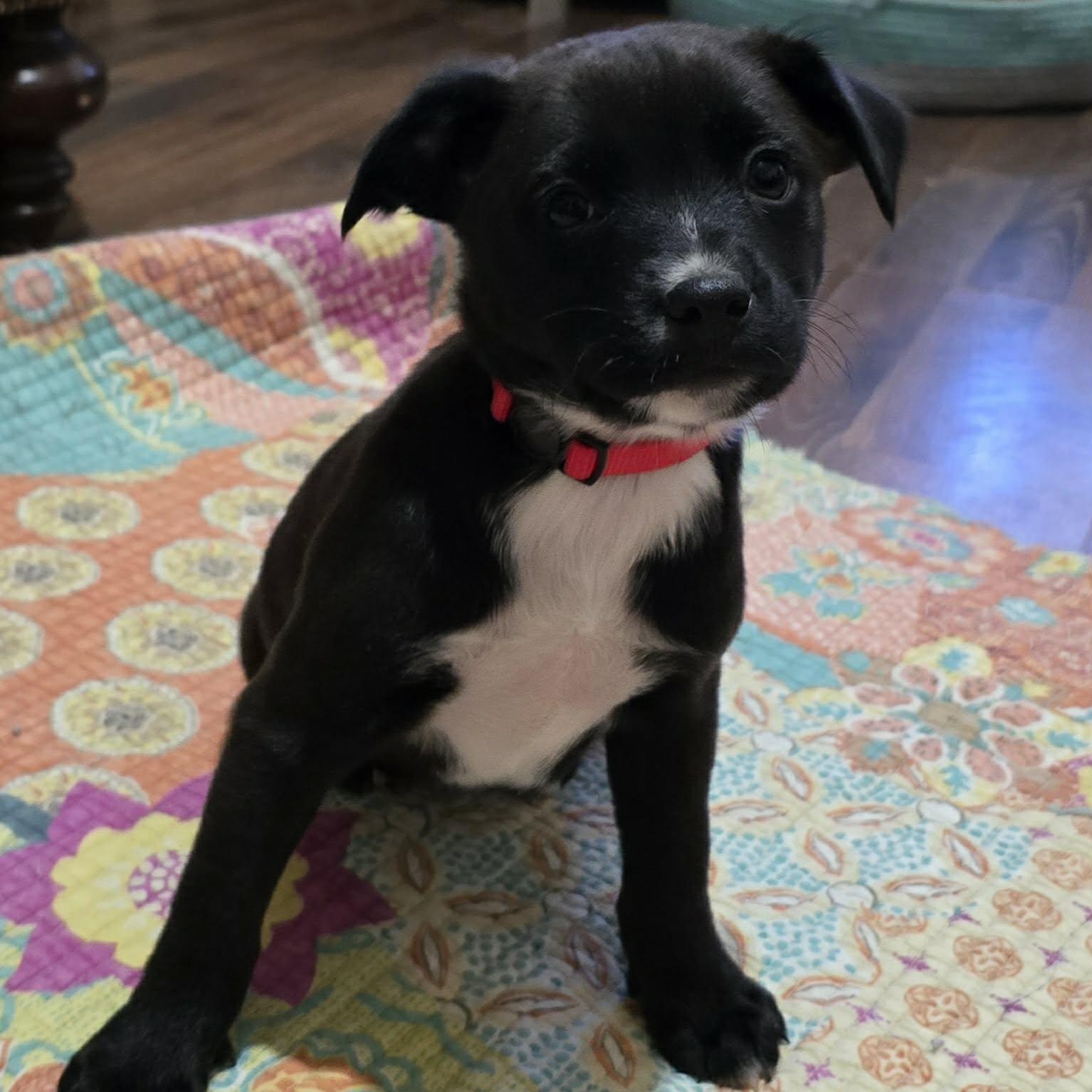 Enlarge Sheev, a Adoptable mixed breed in Franklin, MA image 3/5